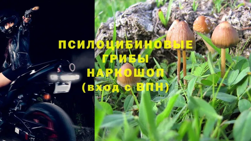 Псилоцибиновые грибы Psilocybe  Белозерск 